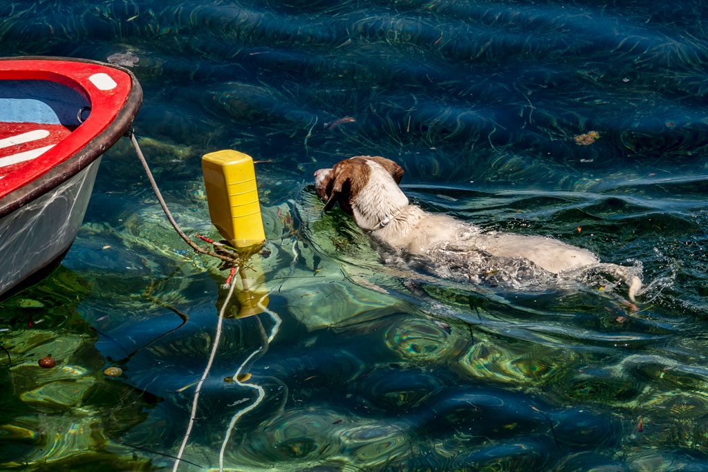 190619-St-Pauls-Bay-6-swimming-dog