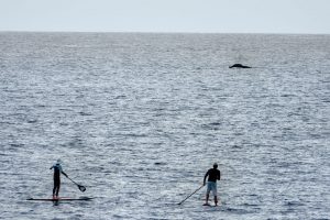 Photos-200115-4-Paddle-boarders-&-whale