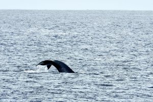 Photos-200115-5-whale
