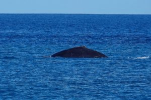 Photos-200124-02-whale