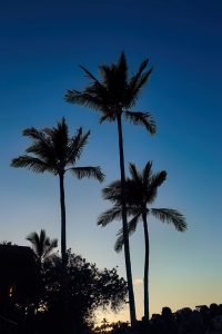 Photos---200208-14-Mauna-Lani-Resort-Twilight-Talk-Story-Palm-trees