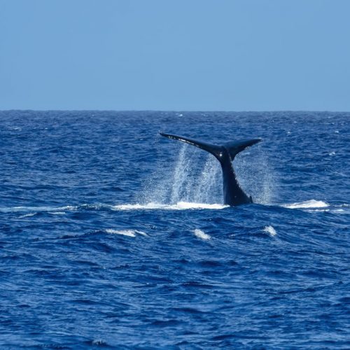 Photos---200214-07-whale