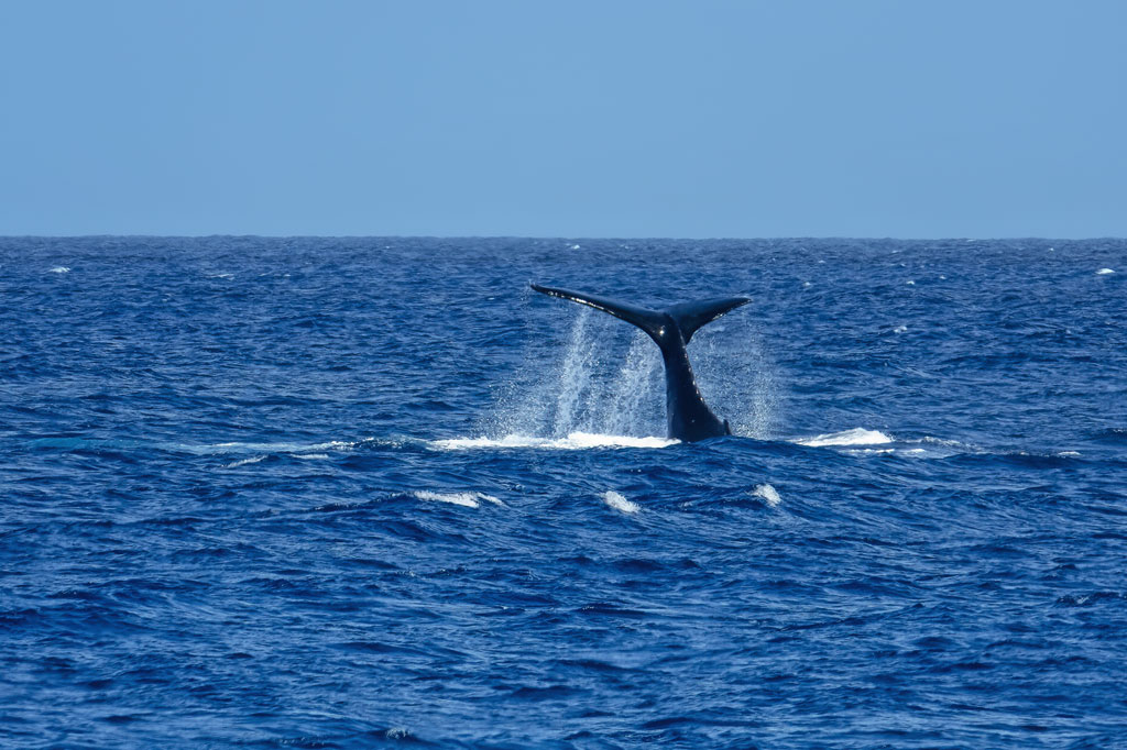 Photos---200214-07-whale