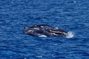Photos---200214-08-baby-whale