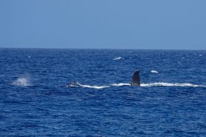 Photos---200214-09-whales