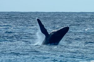 Photos-200217-01-Whale