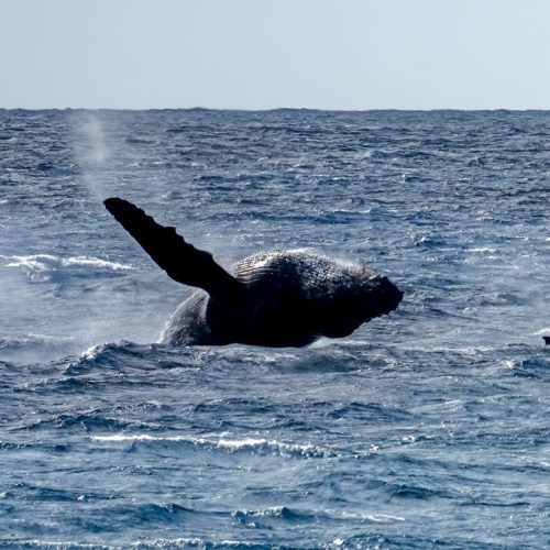 Photos-200217-02-Whale